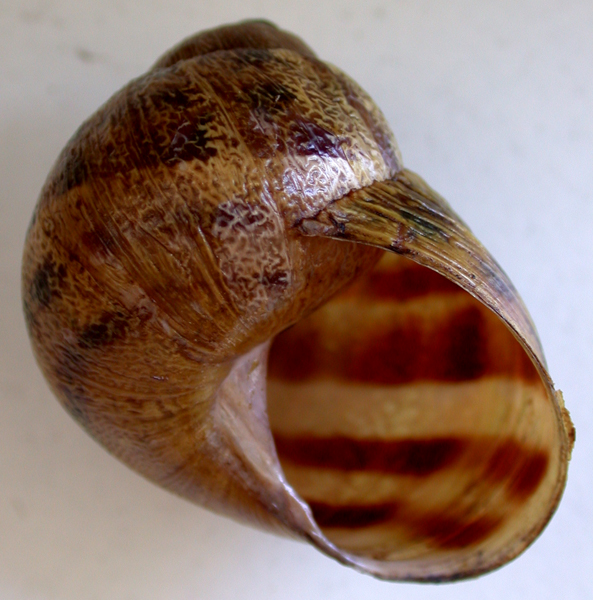 Cornu aspersum (Linnaeus,1758)